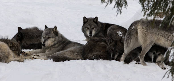 istock northwestern wolf in winter 1294684889