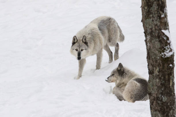istock northwestern wolf in winter 1294684916