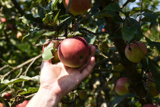 istock harvest of fresh and ripe apples 1294685631
