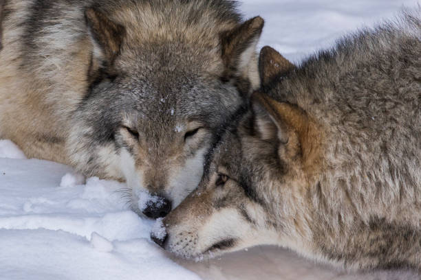istock northwestern wolf portrait 1294685632