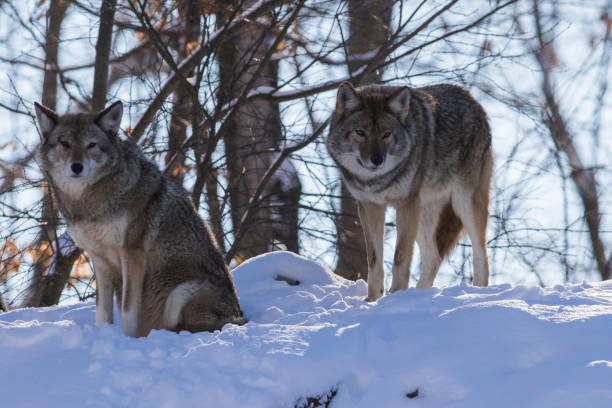 istock coyote (Canis latrans) in winter 1294685692