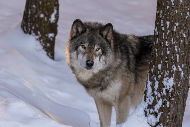 istock northwestern wolf portrait 1294685799