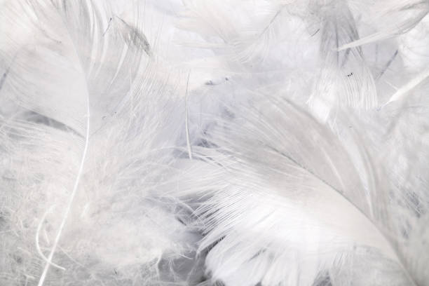 istock white duck feathers with visible details. textura or background 1294685820