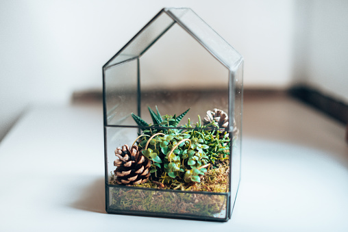 home glass terrarium