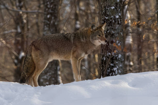 coyote (canis latrans) en hiver - coyote desert outdoors day photos et images de collection