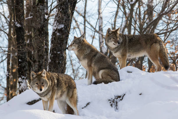 coyote (canis latrans) en hiver - coyote desert outdoors day photos et images de collection
