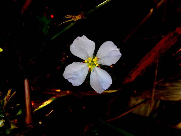 virginica rhexia flower