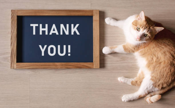 203 Cat Thank You Stock Photos, Pictures & Royalty-Free Images - iStock |  Dog thank you