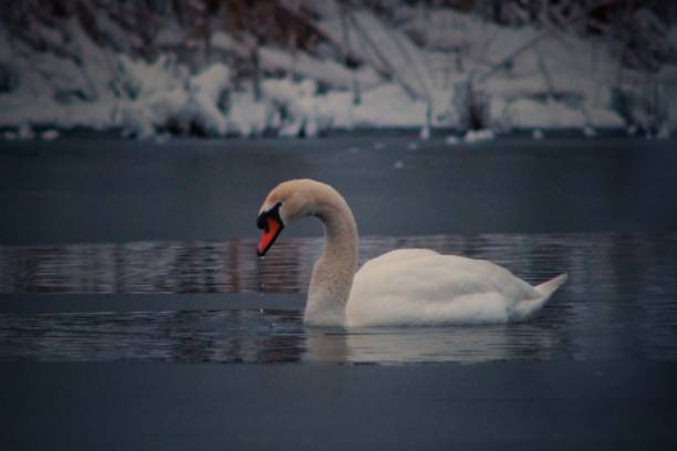 istock Swan in the sea 1294690000