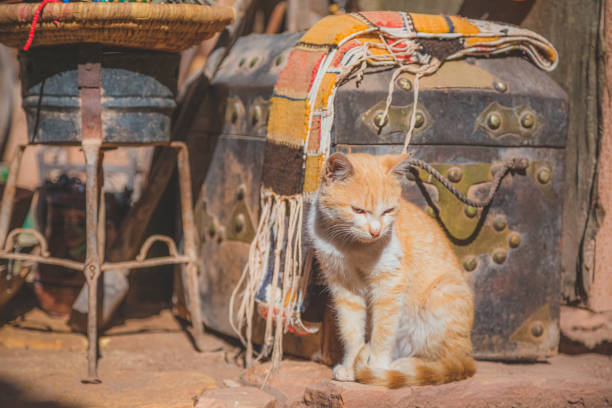 A street cat in Ait Benhaddou, a historic fortified village, noted for its ancient clay earthen architecture.