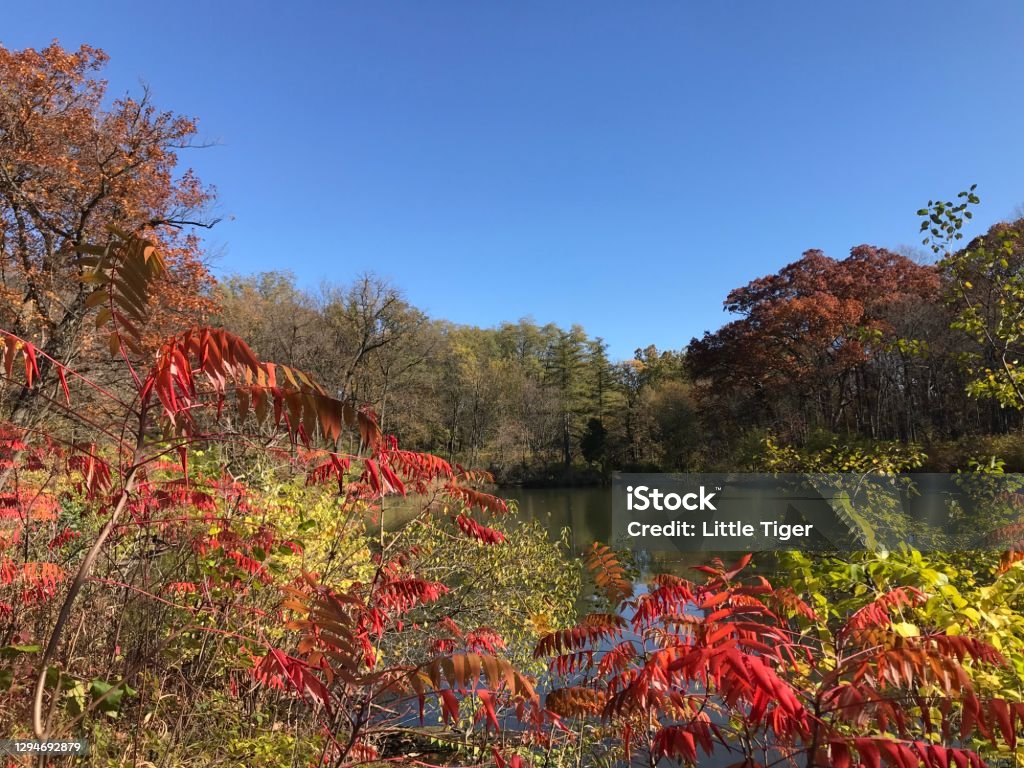 Beautiful fall scene clear sky, colorful trees, lake Morton Arboretum Stock Photo