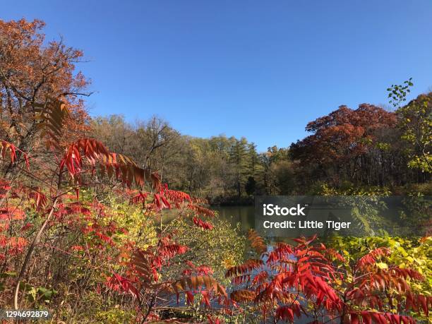 Beautiful Fall Scene Stock Photo - Download Image Now - Morton Arboretum, Autumn, Beauty