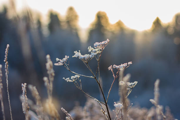 istock Hoarfrost herbs on sunny winter day 1294694001