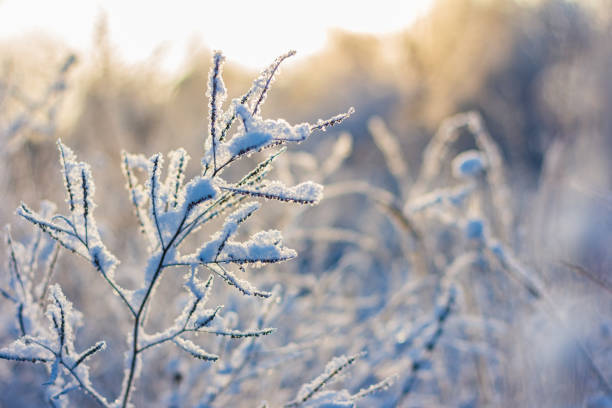 istock Hoarfrost herbs on sunny winter day 1294694736