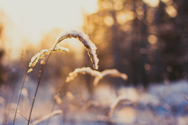 istock Hoarfrost herbs on sunny winter day 1294694744