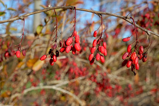 Wild edible fruits of berberis or barberry shrug in a winter forest.