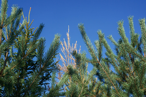 Spruce tree tops and blue sky in a young forest in Germany. One tree has dried out.
