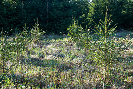 Small spruce tree seedlings in a forest. Germany.