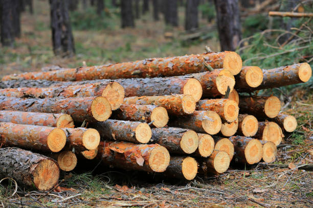 istock wooden logs store in forest 1294699750
