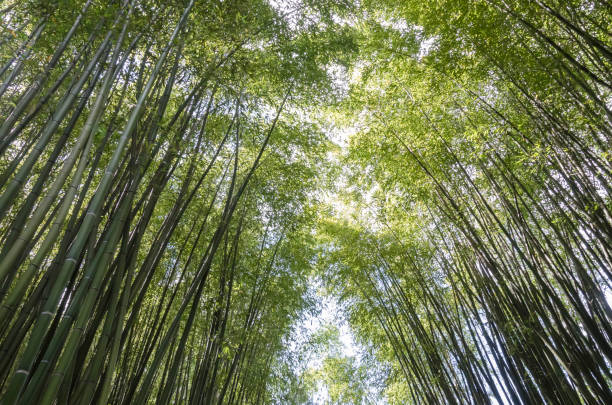 bosque de bambú - foto de stock