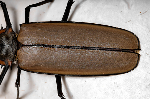 Adult Giant Imperious Sawyer of the species Enoplocerus armillatus with selective focus