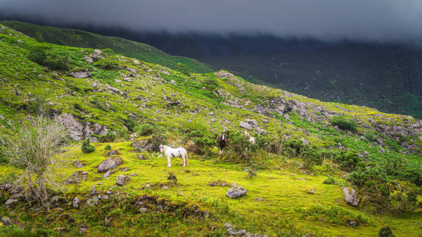 tre bellissimi cavalli che pascolano su una collina di montagna nella black valley - macgillicuddys reeks foto e immagini stock