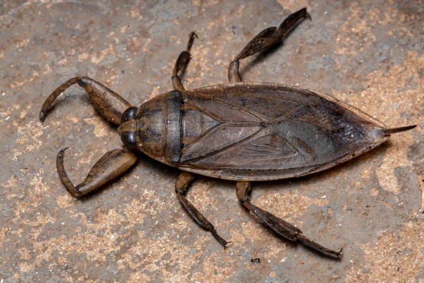 istock Adult Giant Water Bug 1294707079