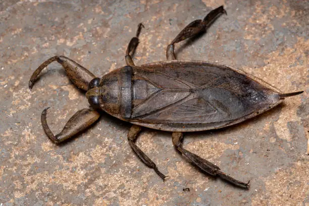 Photo of Adult Giant Water Bug