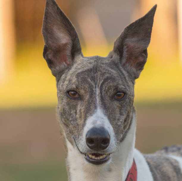 istock A beautiful dog staring at her owner 1294707250