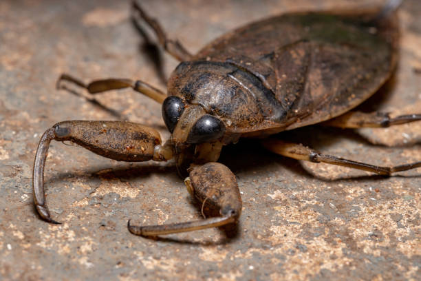 Adult Giant Water Bug Adult Giant Water Bug of the Genus Lethocerus beetle photos stock pictures, royalty-free photos & images