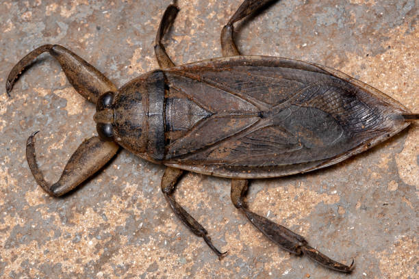 istock Adult Giant Water Bug 1294707263