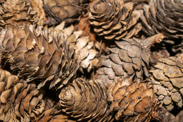 istock brown larch cones with visible details. background or texture 1294710422