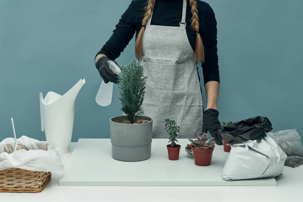 la chica rocía las plantas trasplantadas de la casa. cuidado y mantenimiento de las plantas. hobby. - 11909 fotografías e imágenes de stock