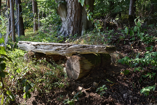 A tree log lying beside the lake