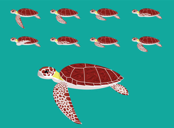 ilustraciones, imágenes clip art, dibujos animados e iconos de stock de secuencia de animación animal hawksbill tortuga marina cartoon vector - hawksbill turtle