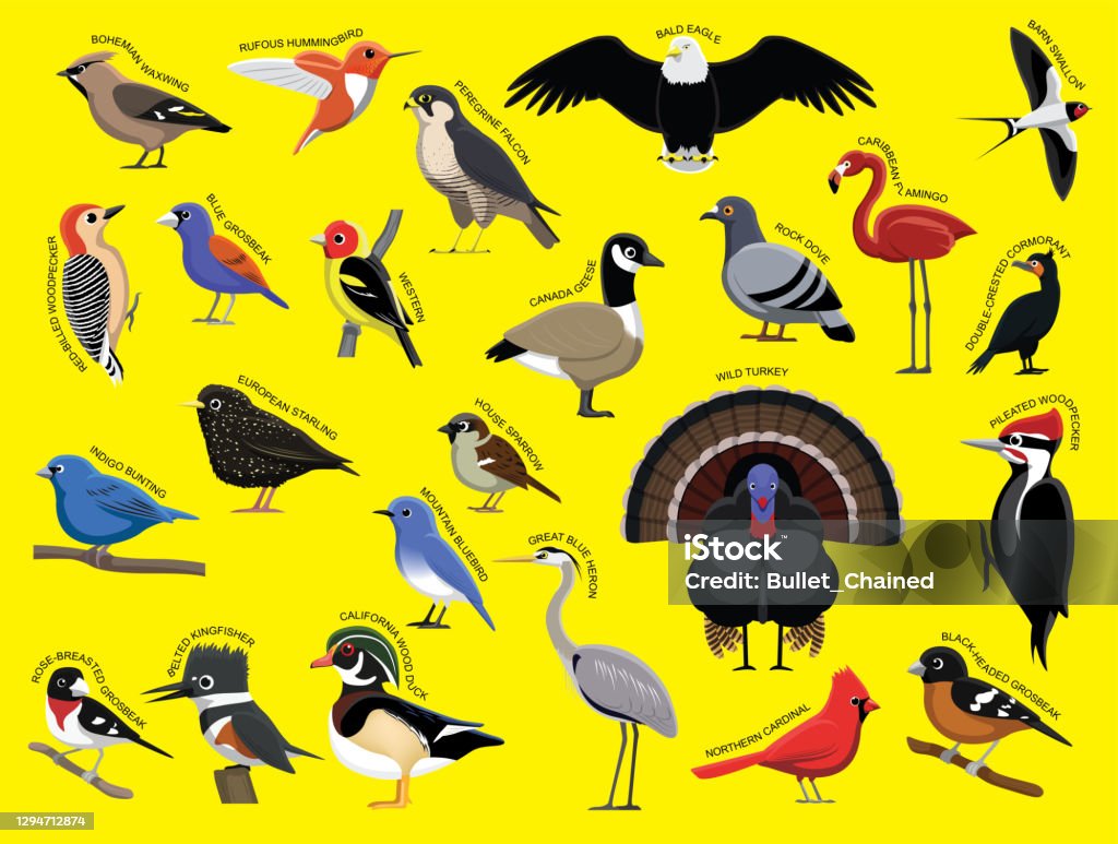 Us Birds With Name Cartoon Character Set 1 Stock Illustration - Download  Image Now - Bird, Sparrow, Turkey - Bird - iStock