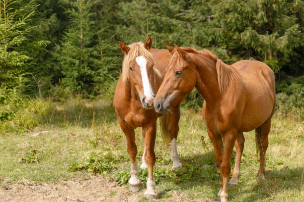istock Horses grazed on a mountain pasture against mountains. 1294716996