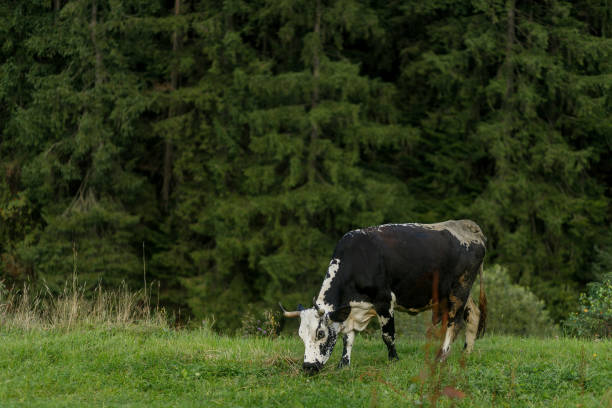 istock black and white cow grazing on meadow in mountains. 1294717046
