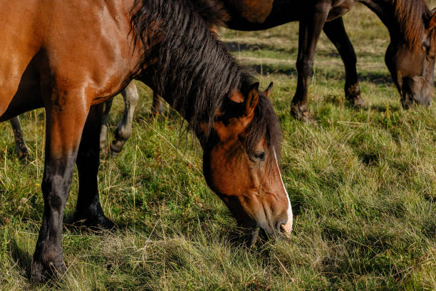 istock Horses grazed on a mountain pasture against mountains. 1294717049