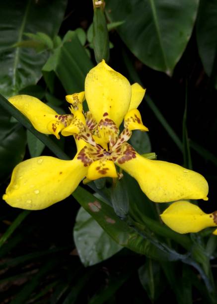 beautiful yellow color flower seen in a home garden in Kandy, Sri Lanka stock photo