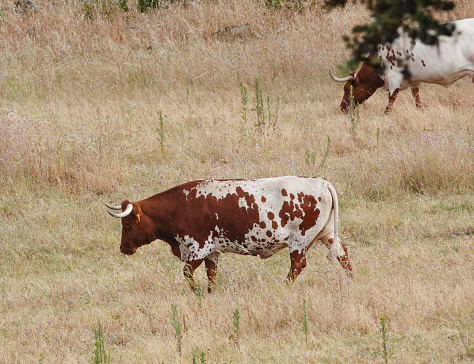 Portuguese bull walking in a Portuguese pasture.