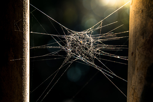 Spider Web texture on sunlight background