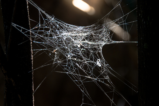 A field in devon covered in spider webs on a cold winter's day.