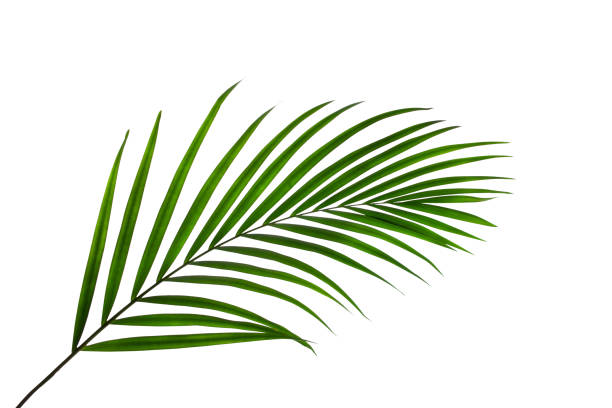 palm leaf isolated on white background green palm leaf isolated on white background with clipping path for design elements frond photos stock pictures, royalty-free photos & images