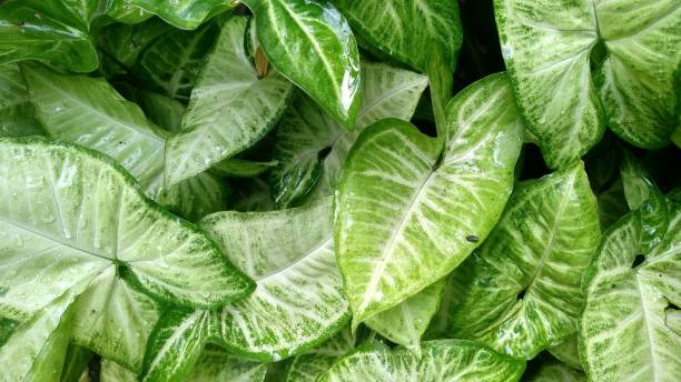 istock Close-Up of syngonium leaf 1294729132