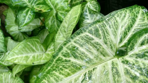 istock Close-Up syngonium plant leaf 1294729163