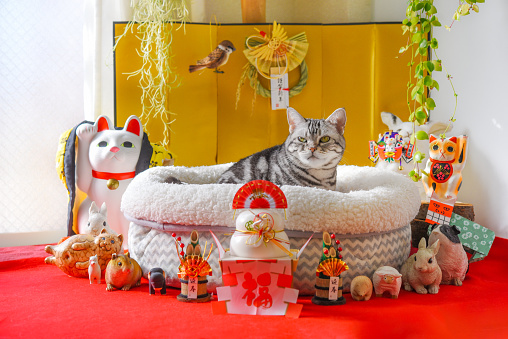 New Year decorations and cats