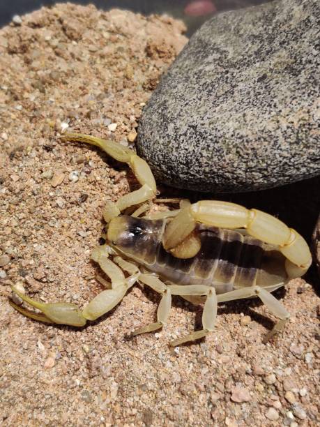 istock Hadrurus Arizonensis Giant Desert Hairy Scorpion! 1294735643