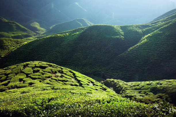Tea Plantations At Cameron Highlands