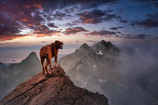 istock Boxer Dog Standing on top of mountain peak 1294741739